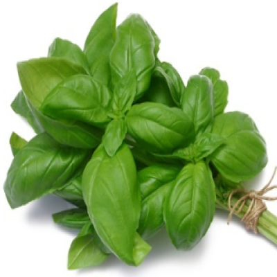 Basil, bunch